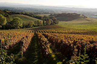 Lungarotti Winery Torgiano Vigna Monticchio