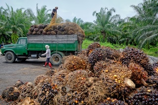 Palmoil