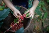 Pianta del caffè