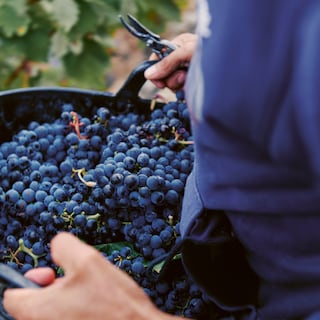 Wine growing in La Rioja