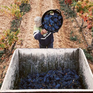 Grape harvest