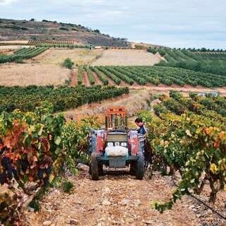 Tractor in the vineyard