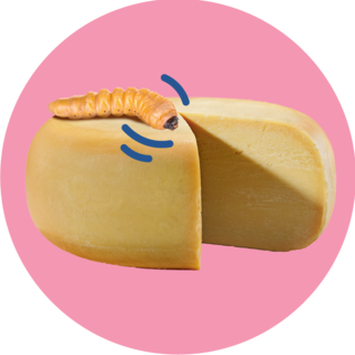 Sardinian maggot cheese