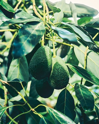 Avocado tree