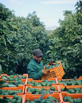 Avocado grove in Spagna - Lavoratori