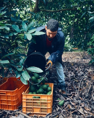 Raccolta di avocado in Spagna