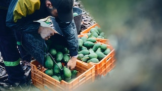 Anche se lo sfondo sembra una giungla tropicale, ci troviamo nel sud della Spagna, nella regione di Malaga, nei terreni di Frutas Montosa.