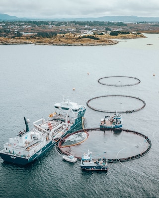 The salmon for our own brand METRO Chef hatches from eggs at Bömlo  in Norway.