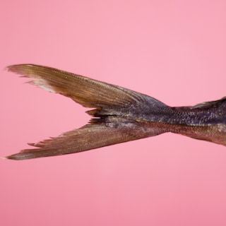 Tuna on pink background