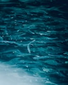 Young salmon in a breeding tank