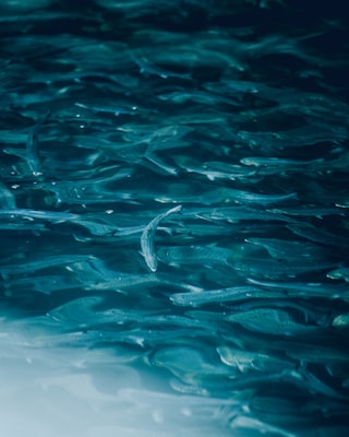 Young salmon in a breeding tank