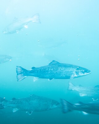 Adult salmon in the ocean basin