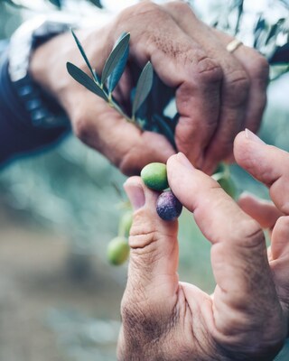 Aceitunas