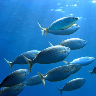 Fish in the sea