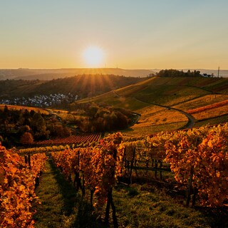 Vineyard during sunset