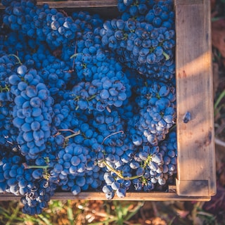 Grapes fresh from the harvest