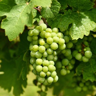 Green grapes hanging from a vine