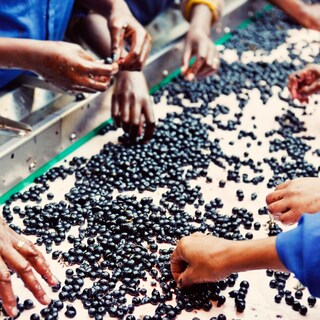 Grape selection by hand