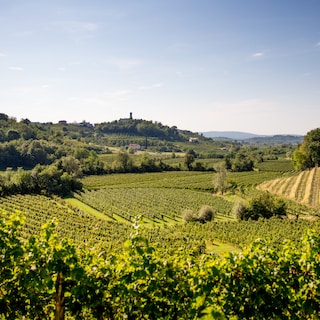 Sunny vineyards