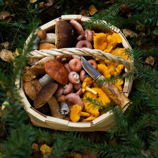 Funghi appena raccolti