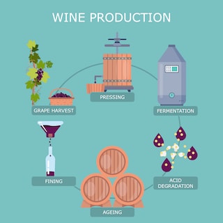 wineproduction - the whole process