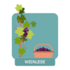 Vinificación - vendimia