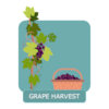 Wineproduction - grape harvest