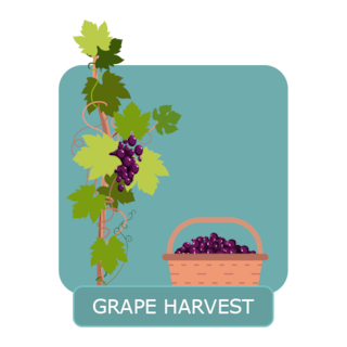 Wineproduction - grape harvest