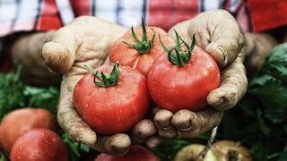 Regionalität Tomaten