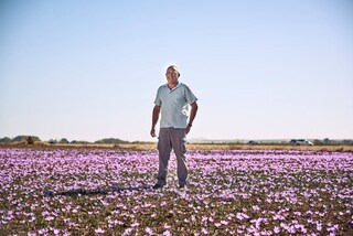 Contadino in un campo di zafferano