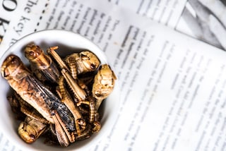 insekten-header-gesp