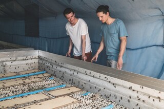 swarm-team-insect-farm