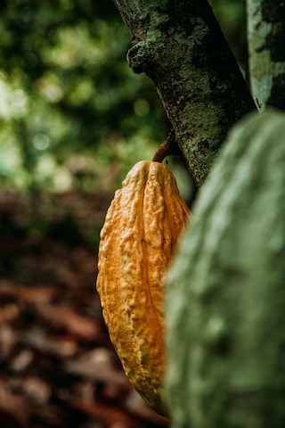 coco
