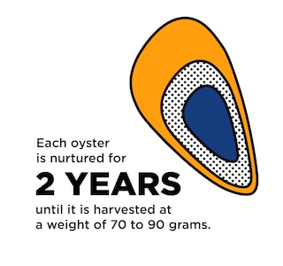 Oysters are kept and cared for for two years