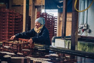 Bine Pöhner, managing director, helps out at the oyster farm