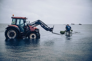 Working with the tides and a tractor: Oyster farming on Sylt