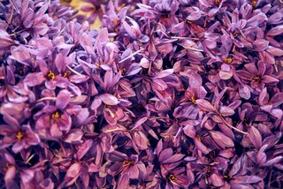 Fiori di zafferano