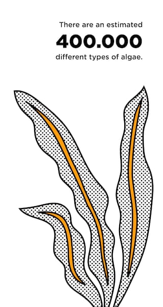 400000-different-types-hoch