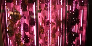 La prima installazione di Natufia Vertical Farming in Germania si trova presso il ristorante Weilands di Berlino. 