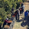 Le arance vengono raccolte con cura dai lavoratori del campo
