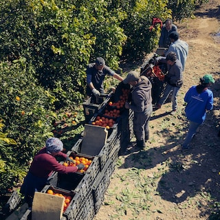 Le arance vengono raccolte con cura dai lavoratori del campo